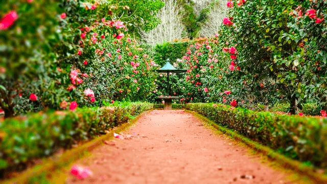A garden with flowers